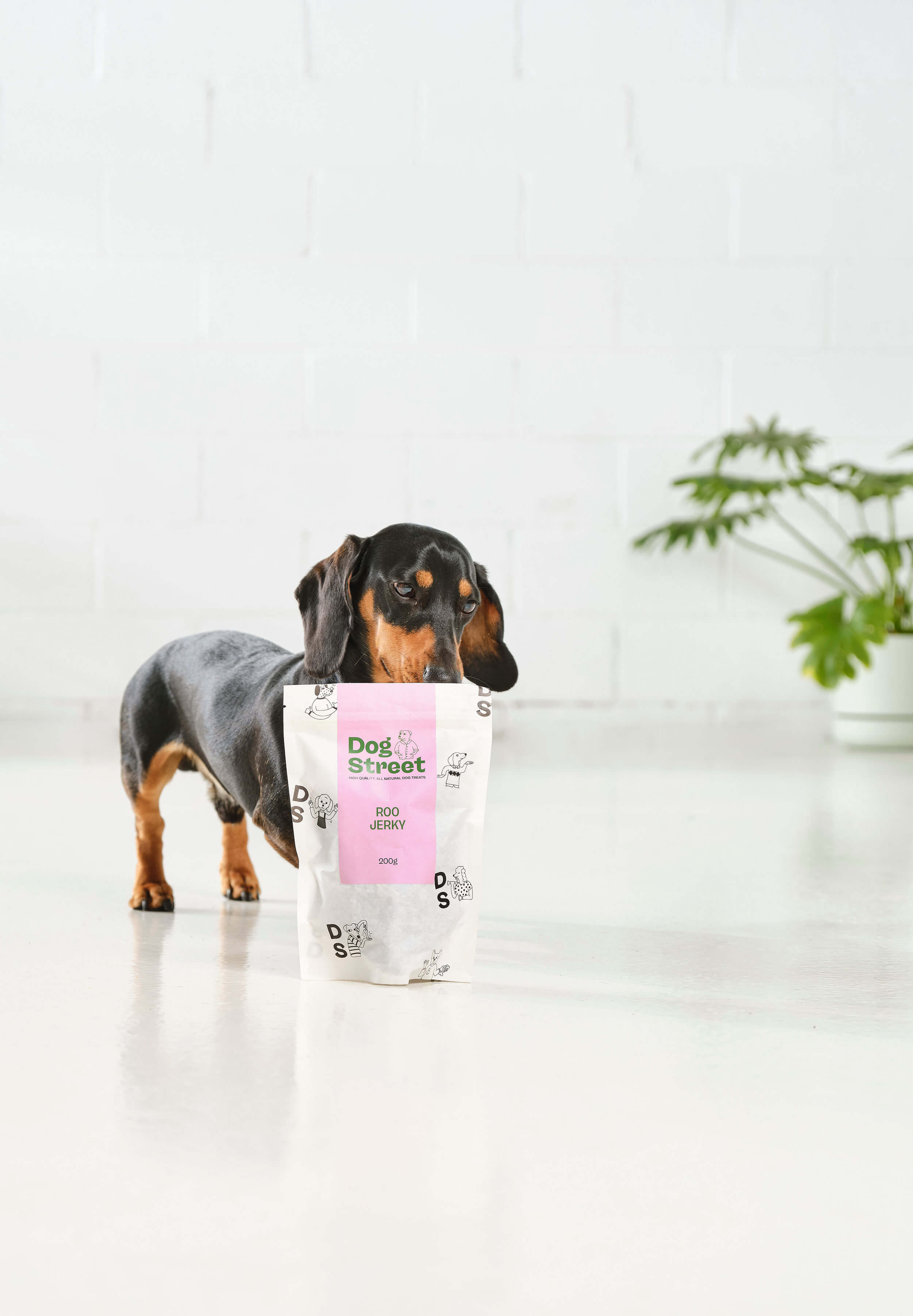 A sausage dog stands behind and sniffs a pack of Dog Street Roo Jerky. 