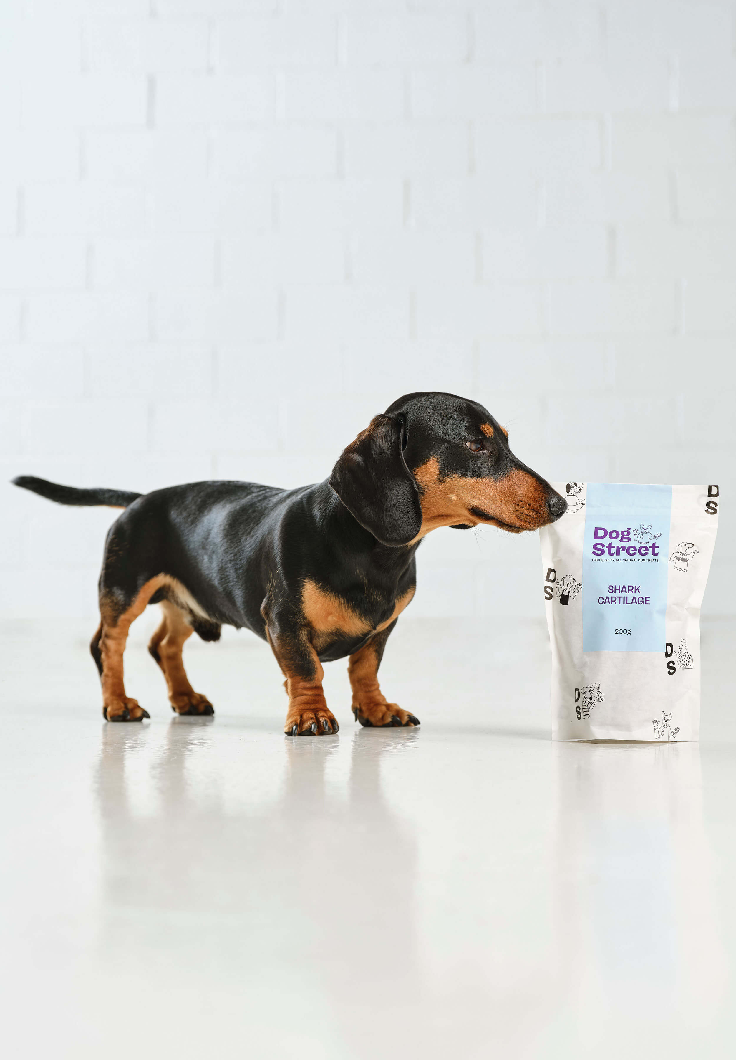 A sausage dog stands next to and sniffs at a pack of Dog Street Shark Cartilage. 