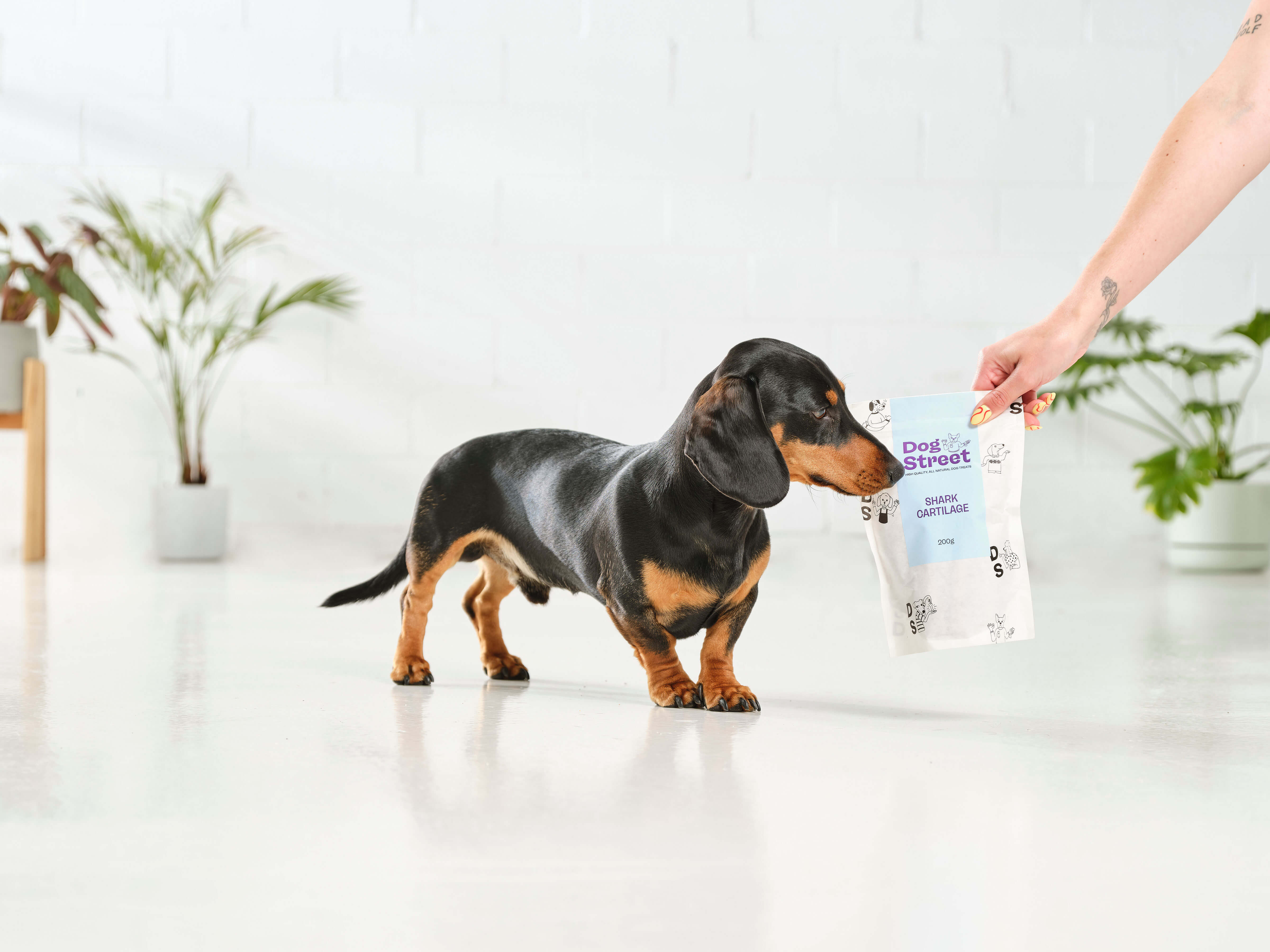 A sausage dog sniffs at a pack of Dog Street Shark Cartilage being held in an outstretched hand. 