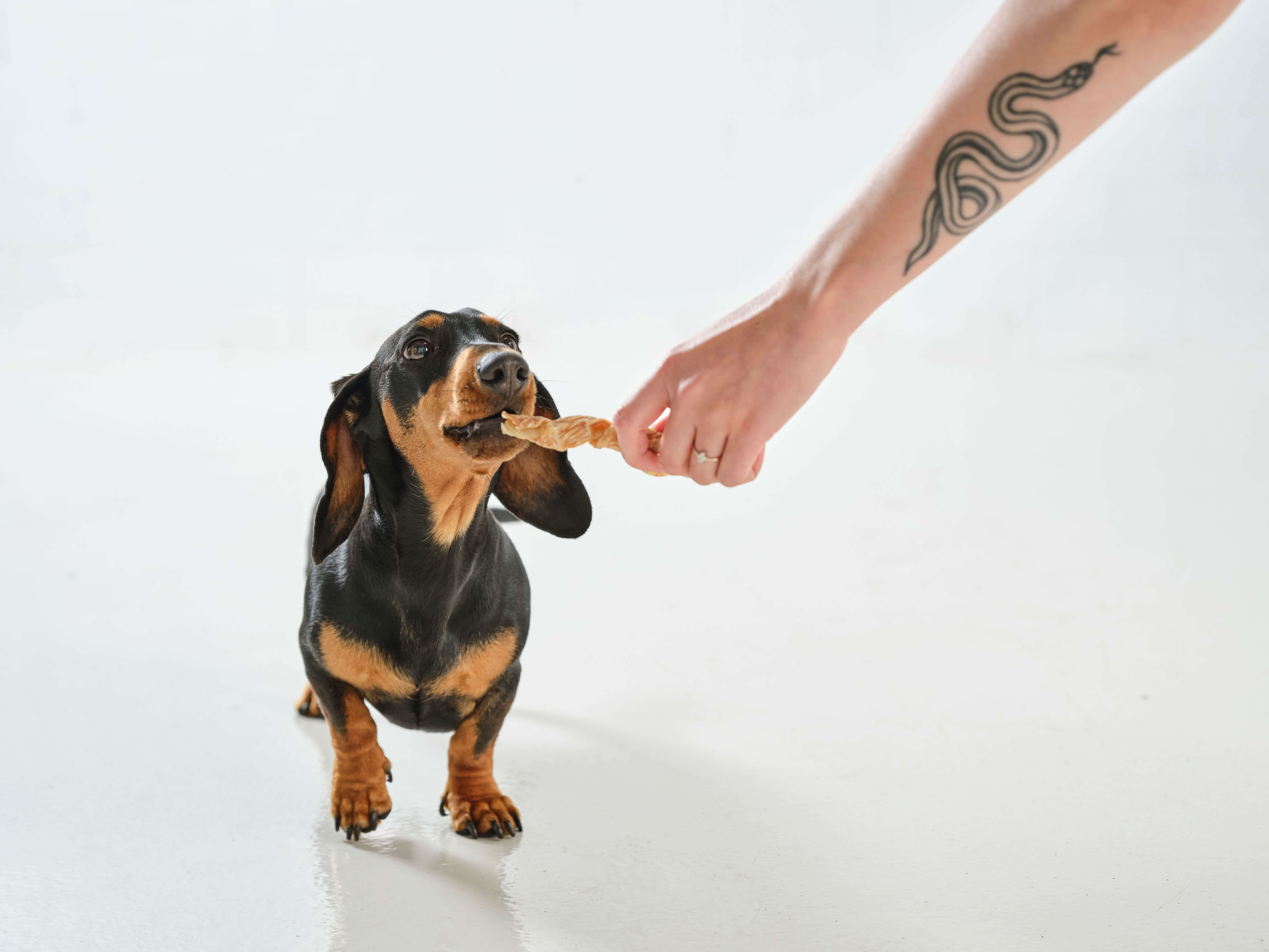 A sausage dog eats a Dog Street Twist from an outstretched hand. 