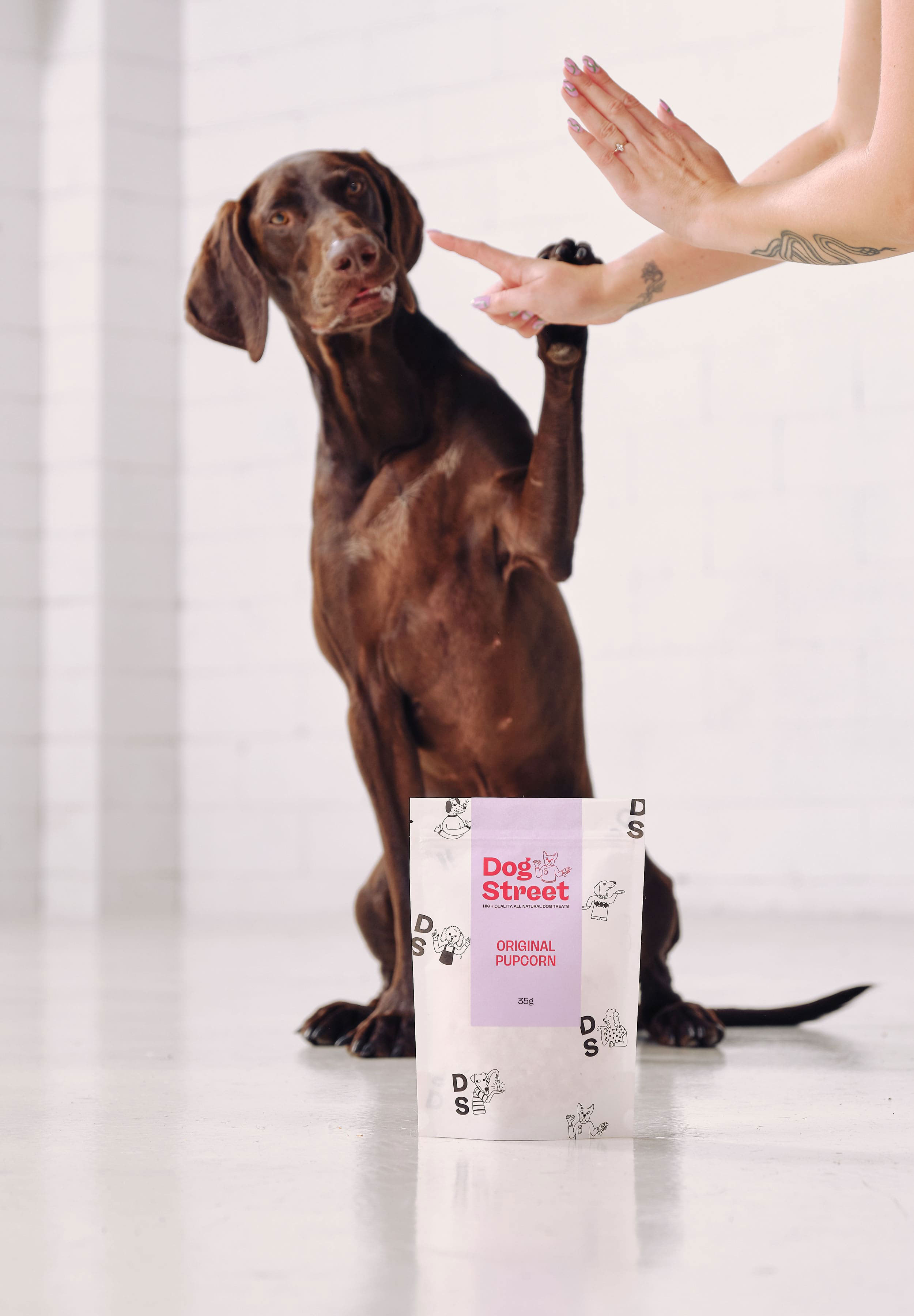 A German shorthaired pointer paws at a bag of Dog Street Original Popcorn, while being told to wait.