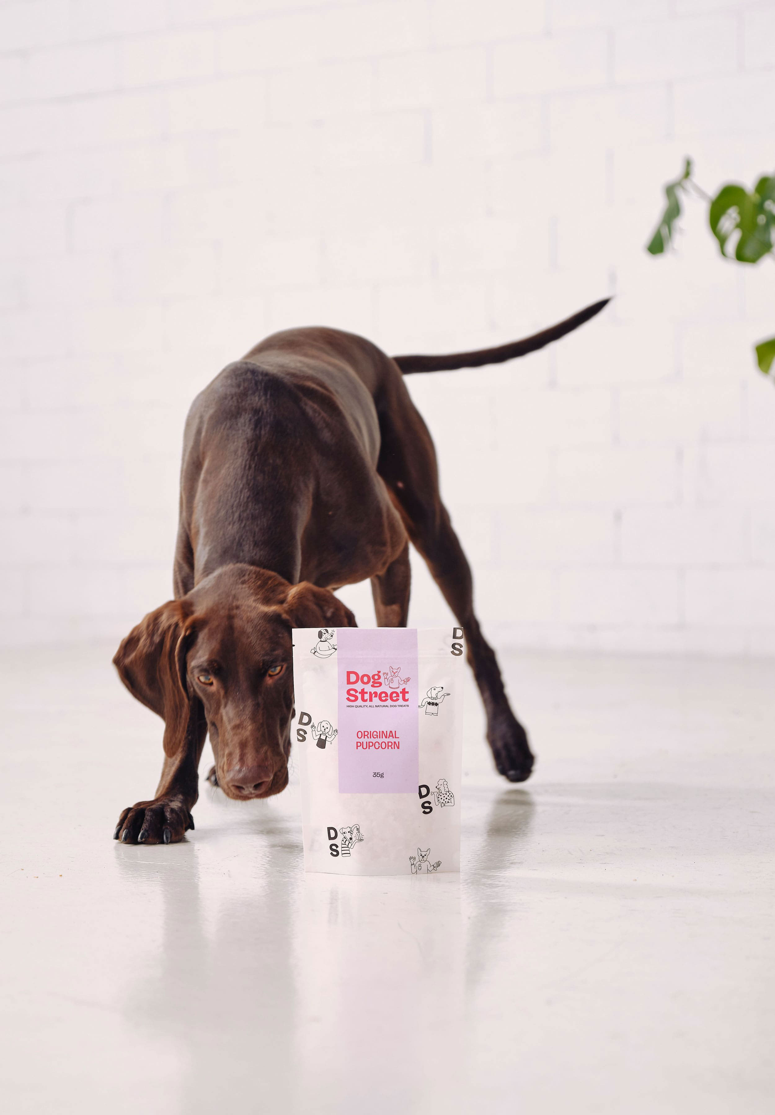 A German shorthaired pointer sniffs at a pack of Dog Street Original Popcorn. 