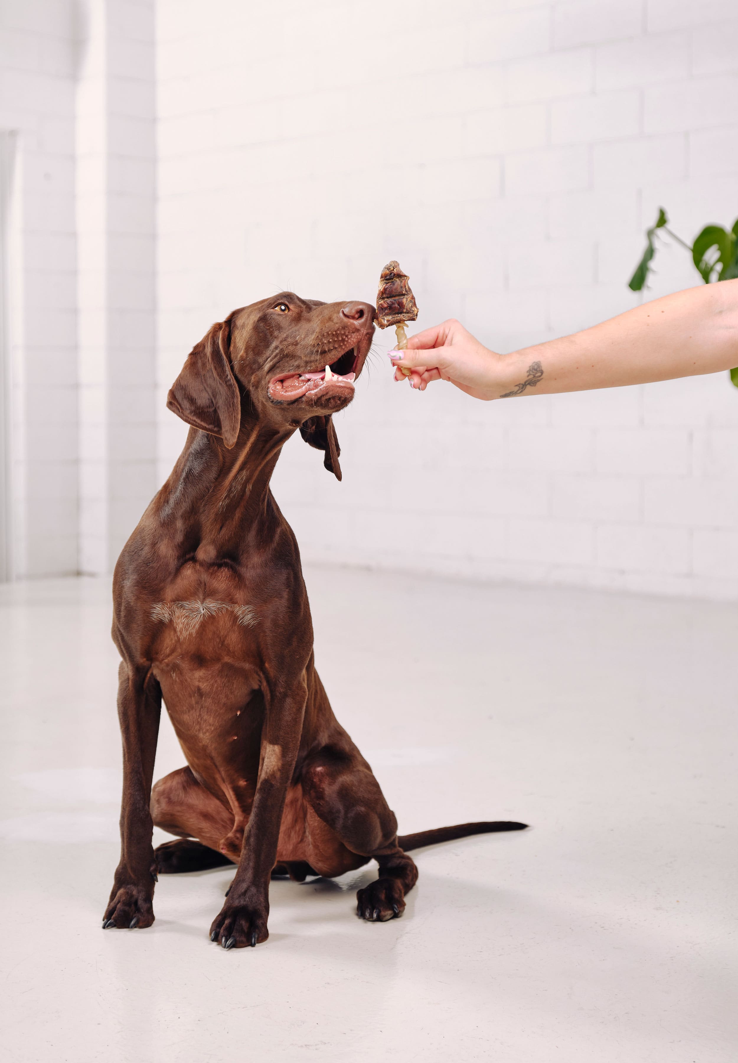 A German shorthaired pointer is sitting and starting to eat a Dog Street Roo Pop being held out to him. 