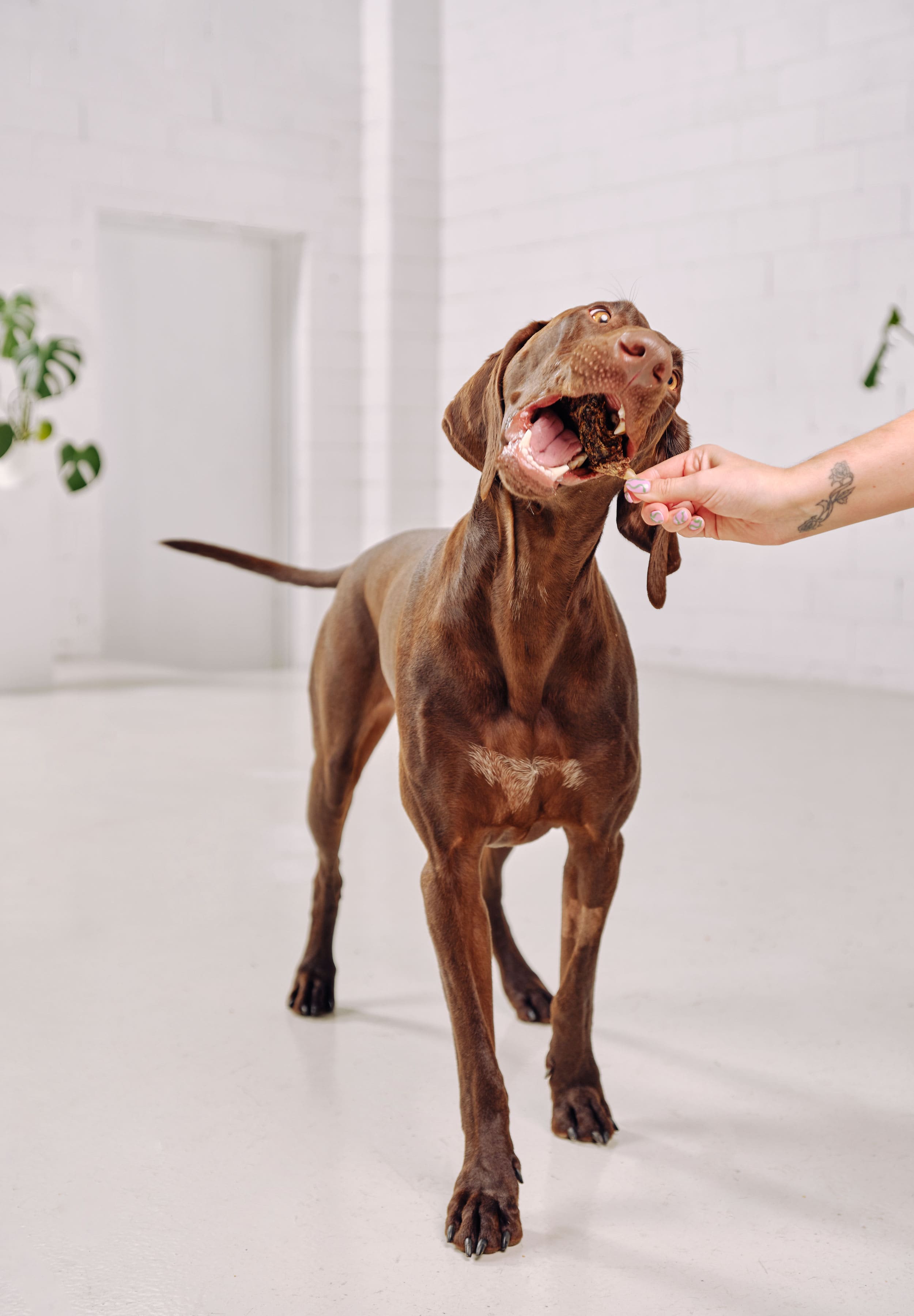 A German shorthaired pointer eating a Dog Street Roo Pop from an outstretched hand. 