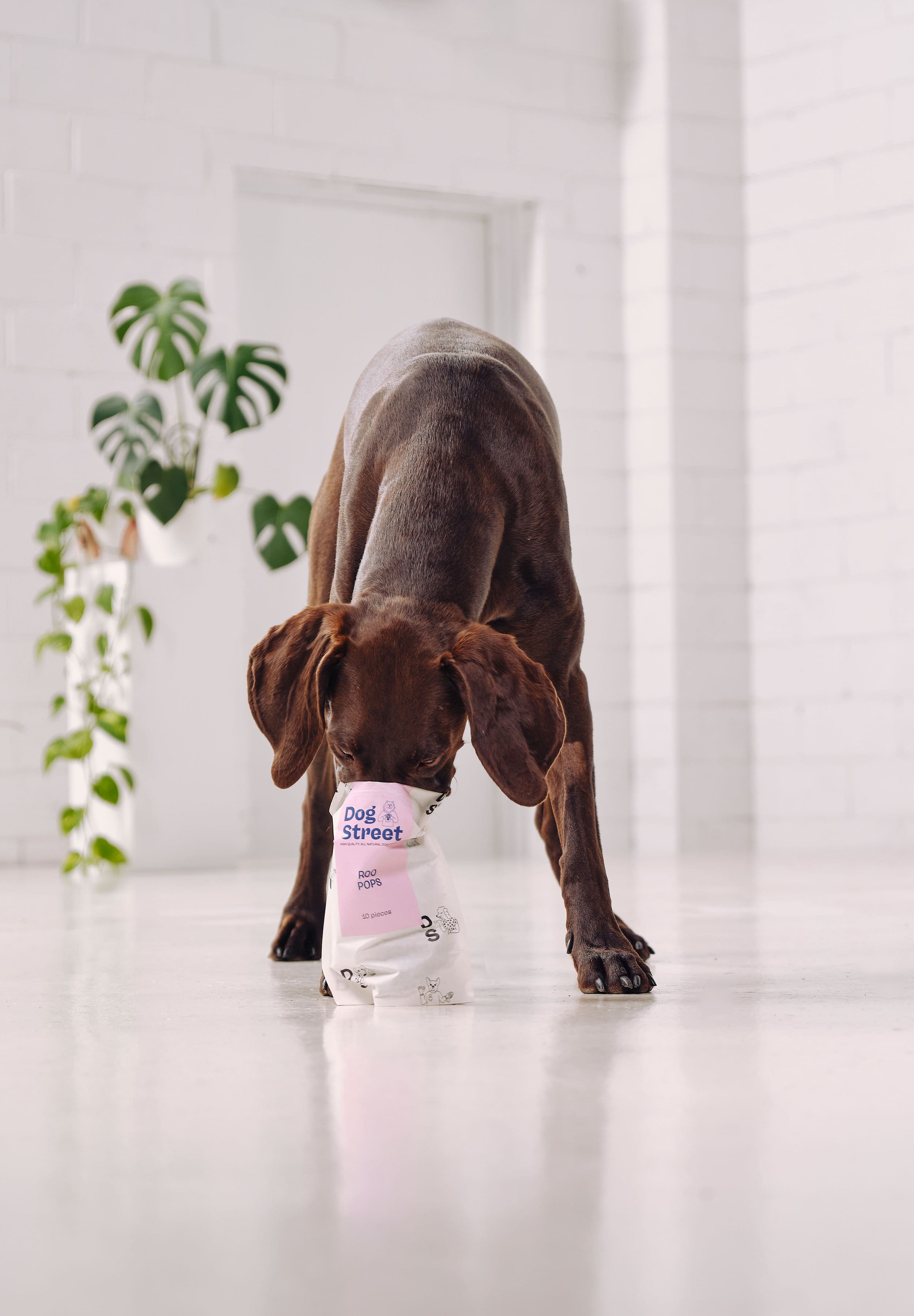 A German shorthaired pointer with his face in a pack of Dog Street Roo Pops. 