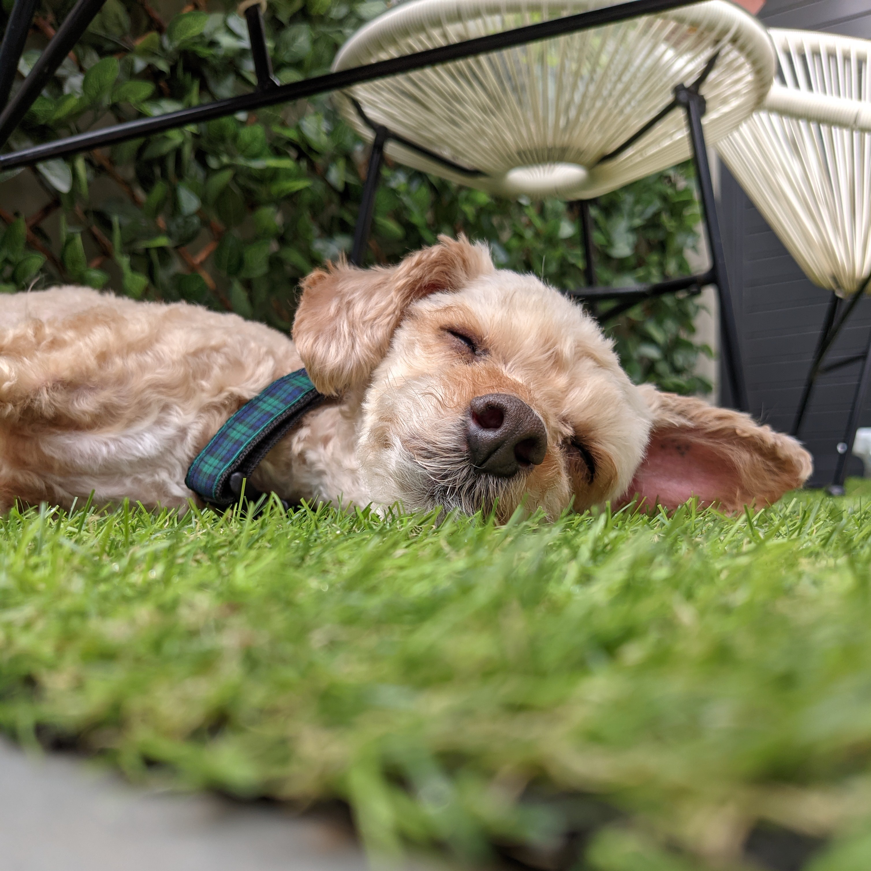 A moodle sleeping on some grass. 