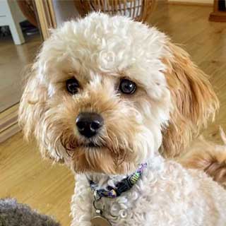 A cute cavoodle. 