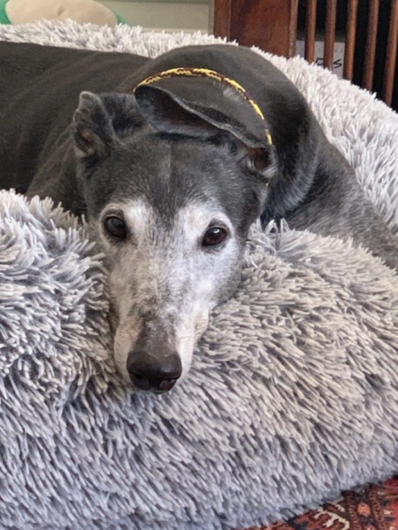 A greyhound laying on his bed. 