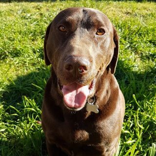 A brown dog smiling at the camera. 