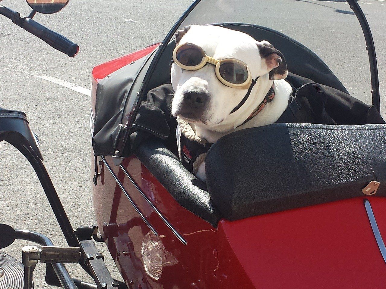 A staffy wearing goggles, in the sidecar of a motorbike. 